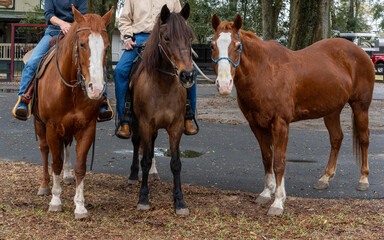 Anonymous riders with three horses