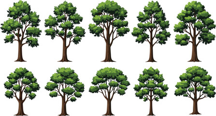 Vector illustration of diverse deciduous trees with unique shapes, foliage patterns, trunks, branches, and leaf density for environmental and educational design © Md
