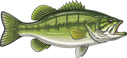 Vector illustration of largemouth bass freshwater fish with open mouth, sharp teeth, green scales, striped body, fins, and detailed spiny dorsal © Md