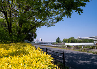 新緑の木々と遊歩道の続く河川敷の景色
