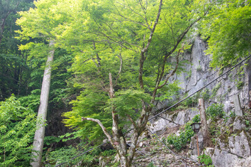 新緑の青もみじと切り立つ岩壁