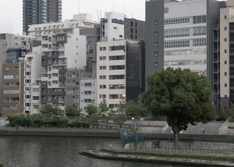 中之島の川沿いに並ぶビルと立派な一本の木