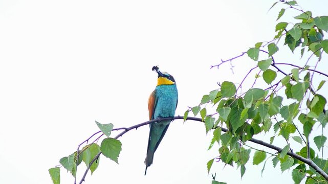 European Bee-eater (Merops apiaster) Calling with Nuptial Gift on Tree Branch at Sunrise in Summer &ndash; B&ouml;tzingen, Baden-W&uuml;rttemberg, Germany, Europe