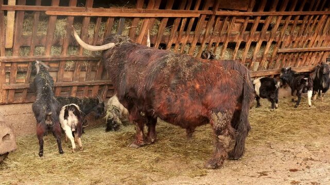 A long-horned shaggy bull standing amongst a herd of goats in a traditional rustic farmyard with a wooden feeding structure.