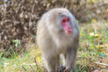 Fototapeta premium 上高地のニホンザル 秋の自然の中で生きる野生動物