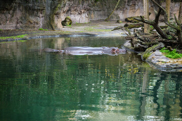 Obraz premium hippo hippopotamus in water swimming