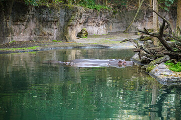 Obraz premium hippo hippopotamus in water swimming