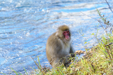 Japanese macaque in Kamikochi, Nagano, Japan