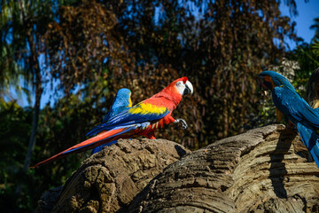 Obraz premium red blue yellow macaw parrots sit on wood perch