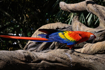 Obraz premium red blue yellow macaw parrots sit on wood perch