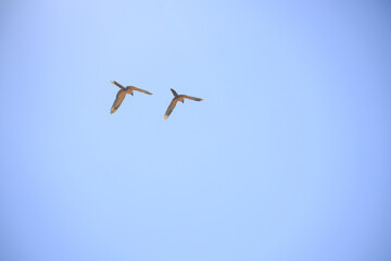 blue, yellow and red parrot macaws flying in the blue sky © Schaefer Photography