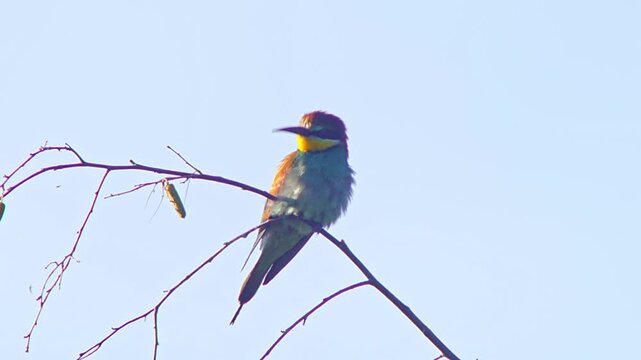 European Bee-eater (Merops apiaster) Calling with Nuptial Gift on Tree Branch at Sunrise in Summer &ndash; B&ouml;tzingen, Baden-W&uuml;rttemberg, Germany, Europe