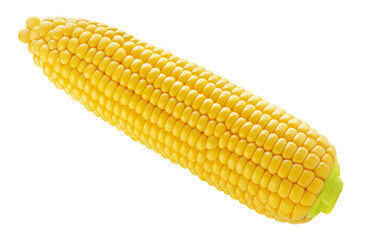 Flying Corn cob isolated on white background. Fresh  Sweet corn levitating in air. Top view. Flat lay