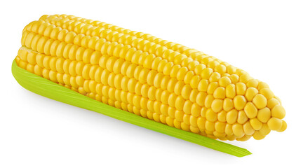Corn cob  isolated on white background. Fresh  Sweet corn las a package design element