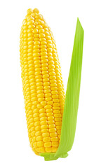 Flying Corn cob isolated on white background. Fresh  Sweet corn levitating in air. Top view. Flat lay