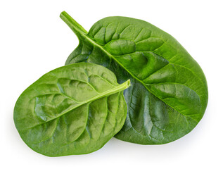 Spinach leaves isolated on white. Fresh Espinach leaves pile, bunch, heap. Baby spinach leaves as a Package design element