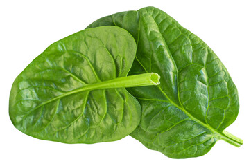 Flying Spinach leaves isolated. Fresh Espinach leaf&nbsp;on white background. Baby spinach leaves levitating. Top view. Flat lay