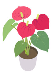 Pink anthurium planted in a white pot