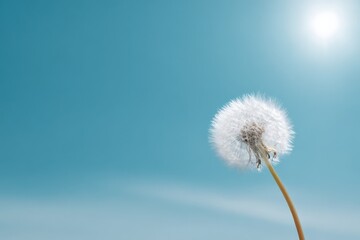 Obraz premium Dandelion against clear blue sky and bright sunlight