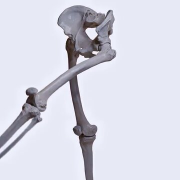 Biomechanics of the hip joint- flexion and extension with a straight leg