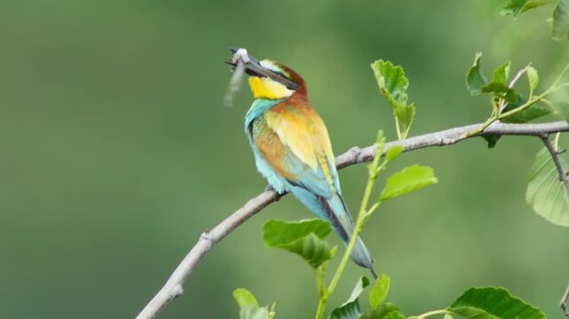European Bee-eater (Merops apiaster) Calling with Nuptial Gift on Tree Branch at Sunrise in Summer &ndash; B&ouml;tzingen, Baden-W&uuml;rttemberg, Germany, Europe