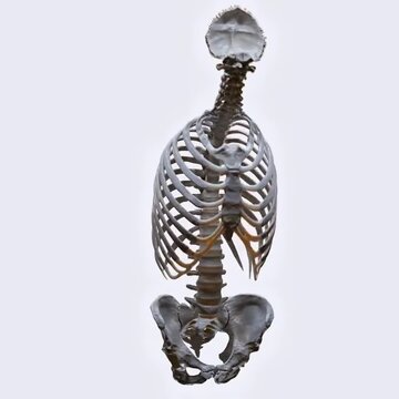 Biomechanics of the spine- flexion and extension