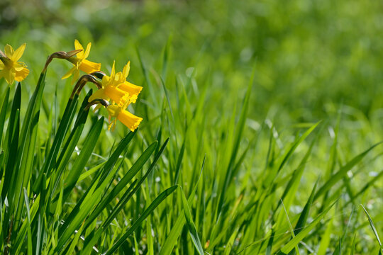 Narcisses au printemps