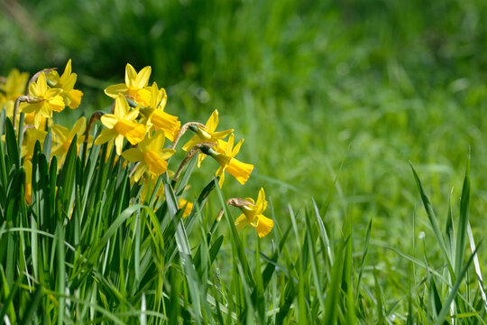 Narcisses au printemps
