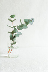 ユーカリ　植物　グリーン　背景　コピースペース　壁紙　シンプル　白　ナチュラル