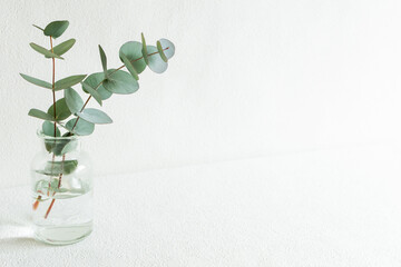 ユーカリ　植物　グリーン　背景　コピースペース　壁紙　シンプル　白　ナチュラル