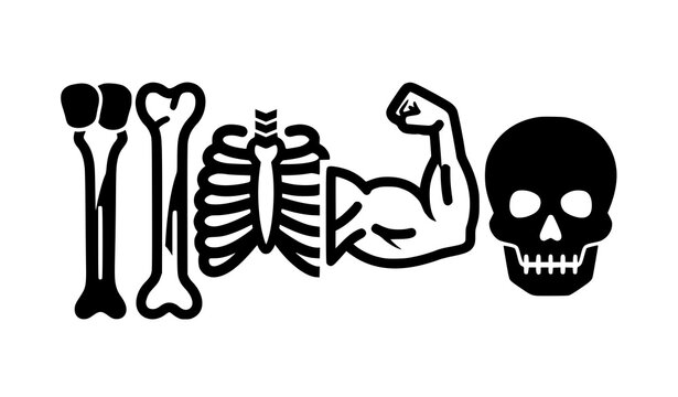 Calcium Strong Muscles and Bones Icon Vector Illustration