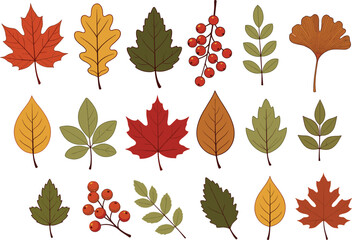 Autumn leaves collection with maple, oak and berry branches in fall colors isolated on light background, hand drawn vector illustration set © Itz Babu