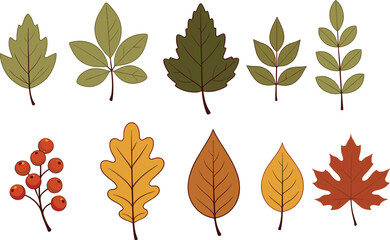 Autumn leaf icons set with maple, oak and berry branches in warm fall colors isolated on light background vector collection © Itz Babu