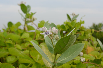 Calotropis gigantea or thistle plant
