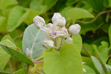 Calotropis gigantea or thistle plant