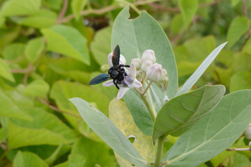Large black bees take nectar from flowers