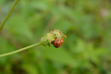 Small ladybug on a daisy flower