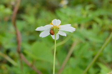 Small ladybug on a daisy flower