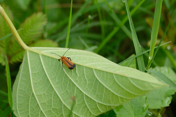 Lycidae insects or sceloenopla ampliata on wild shrub plants