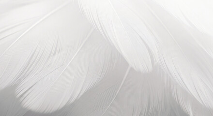 White Fabric Texture with Soft Folds.