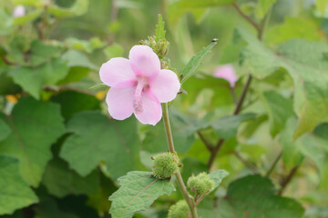 Flowers on the Urena Lobata or Caesarweed plant