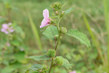 Flowers on the Urena Lobata or Caesarweed plant