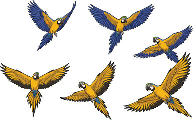 Flying macaws, tropical birds, vibrant feathers, exotic wildlife, parrot illustration, blue yellow plumage, jungle animals, bird anatomy, vector art, educational © AstroDesigns