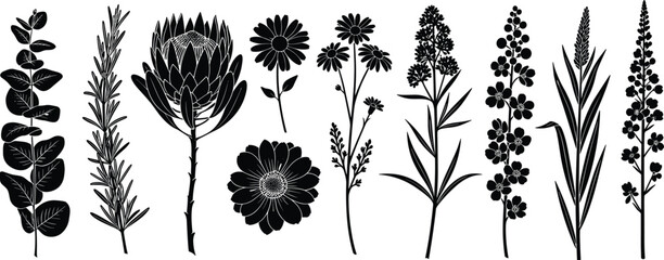 Collection of black botanical silhouettes featuring protea flowers eucalyptus branches and various wild meadow plants isolated on white background for design © MDMOHOBBAT