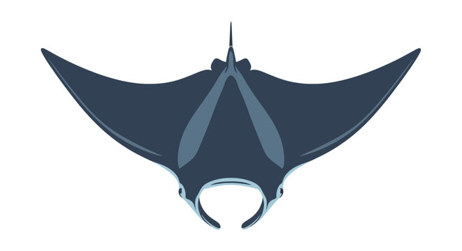 Dark Blue Manta Ray.