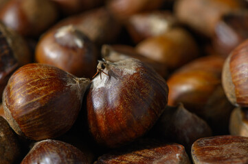 Fototapeta premium Many Chestnuts from Samtskhe-Javakheti Close-Up as Background Autumn Georgia
