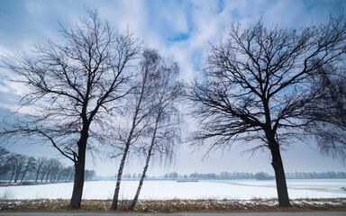 Drzewa na tle zachmurzonego nieba zimową porą © Mariusz Sowula