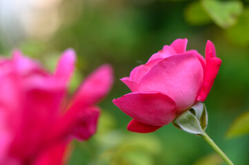 Fototapeta premium Red Rose in Soft Evening Light with Green Leaves