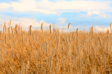 ripe ears of golden wheat in a vast agricultural field, wheat yield and price, subsidies for...