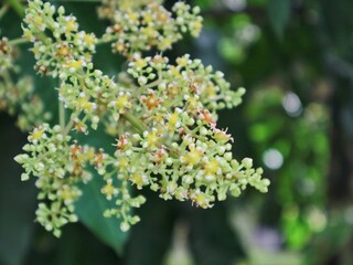 Fototapeta premium Close-up of blooming mango tree flowers (Mangifera Indica) Perfect for themes related to tropical fruit farming, agriculture, botany, and spring seasons in tropical climates